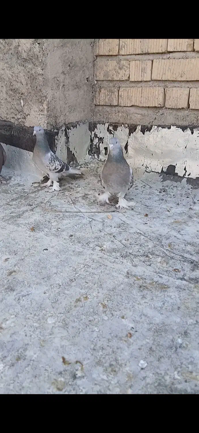 بهبونی گوک|پرنده|زرقان, |دیوار