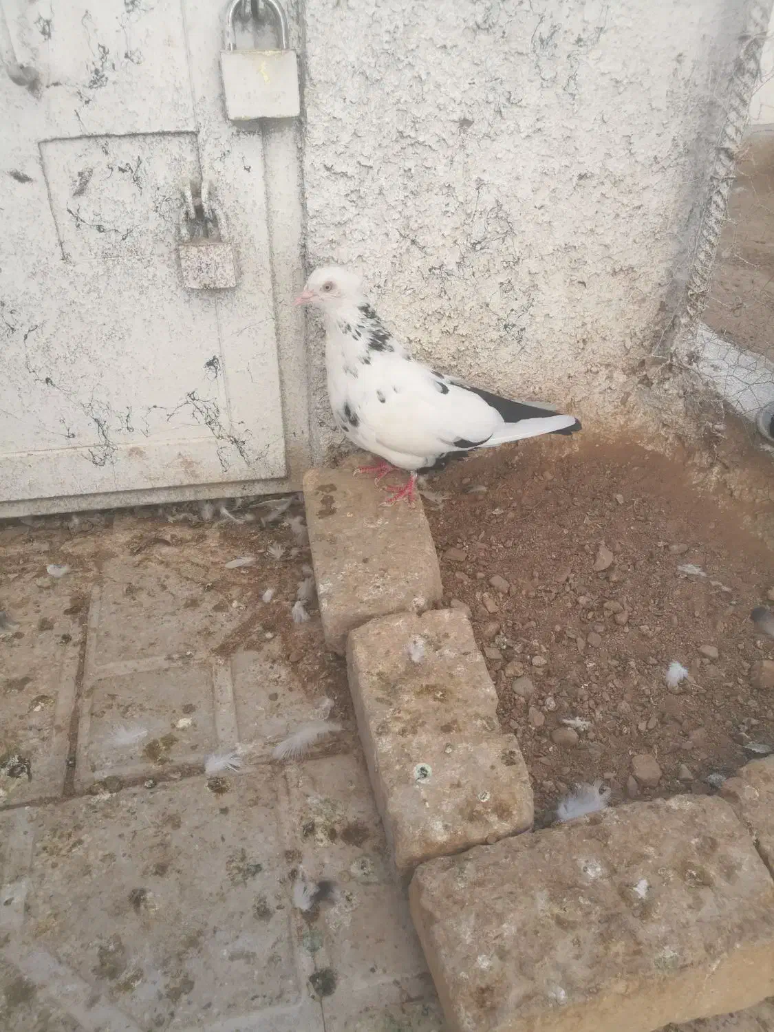 کبوتر ماده دم سیاه|پرنده|شیراز, تل حسین‌آباد|دیوار