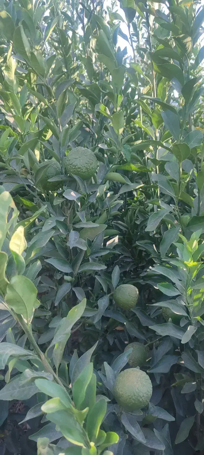 فروش انواع نهال مرکبات|خدمات باغبانی و درختکاری|عنبرآباد, |دیوار