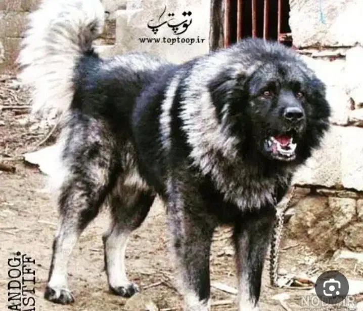 سگ گله ای|سگ|سیرجان, |دیوار