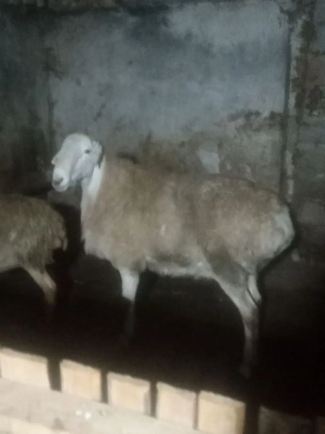 قوچ|حیوانات مزرعه|مشگین شهر, |دیوار