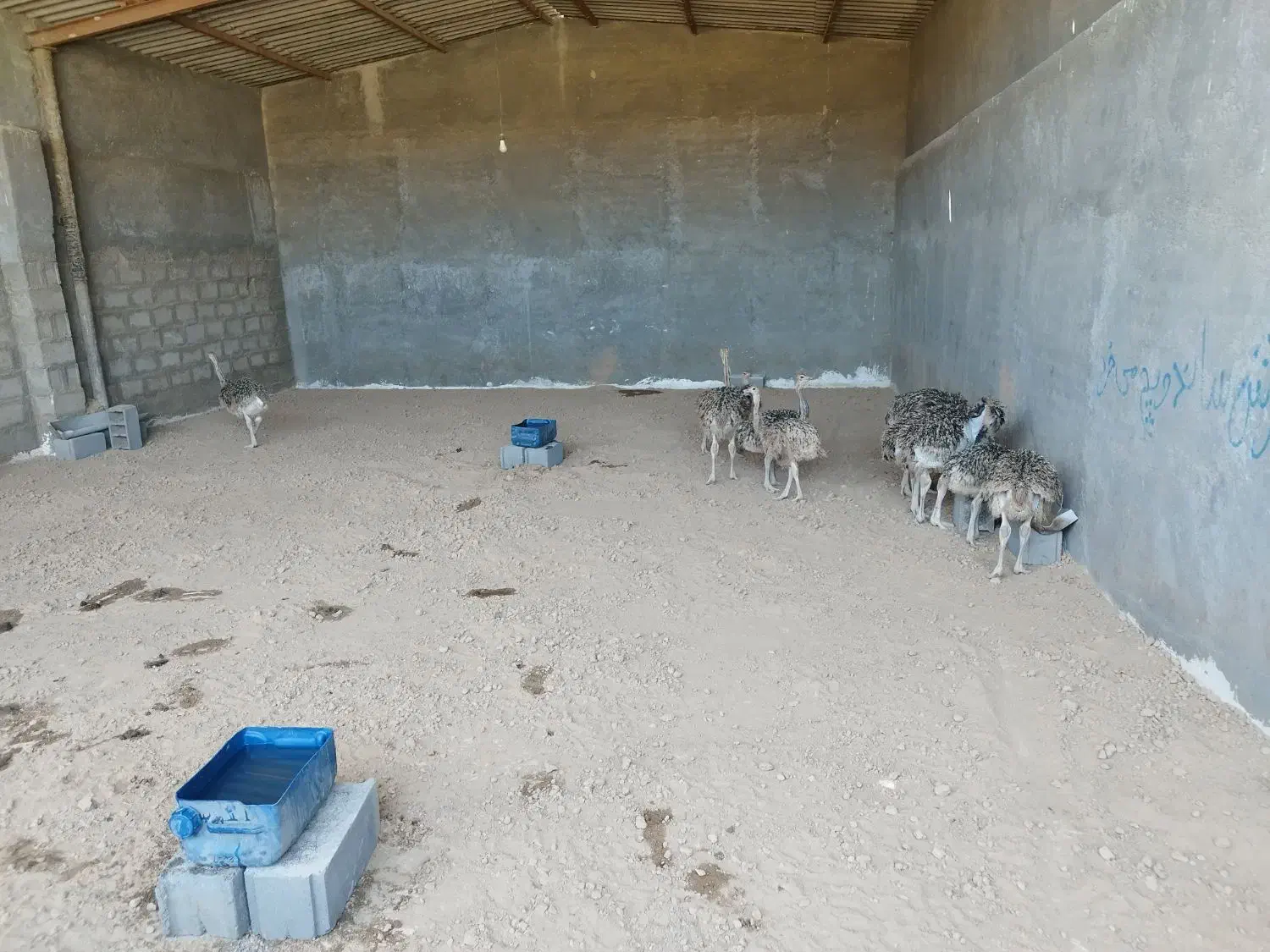 اجاره انبار|اجارهٔ دفتر صنعتی، کشاورزی، تجاری|کاشمر, |دیوار