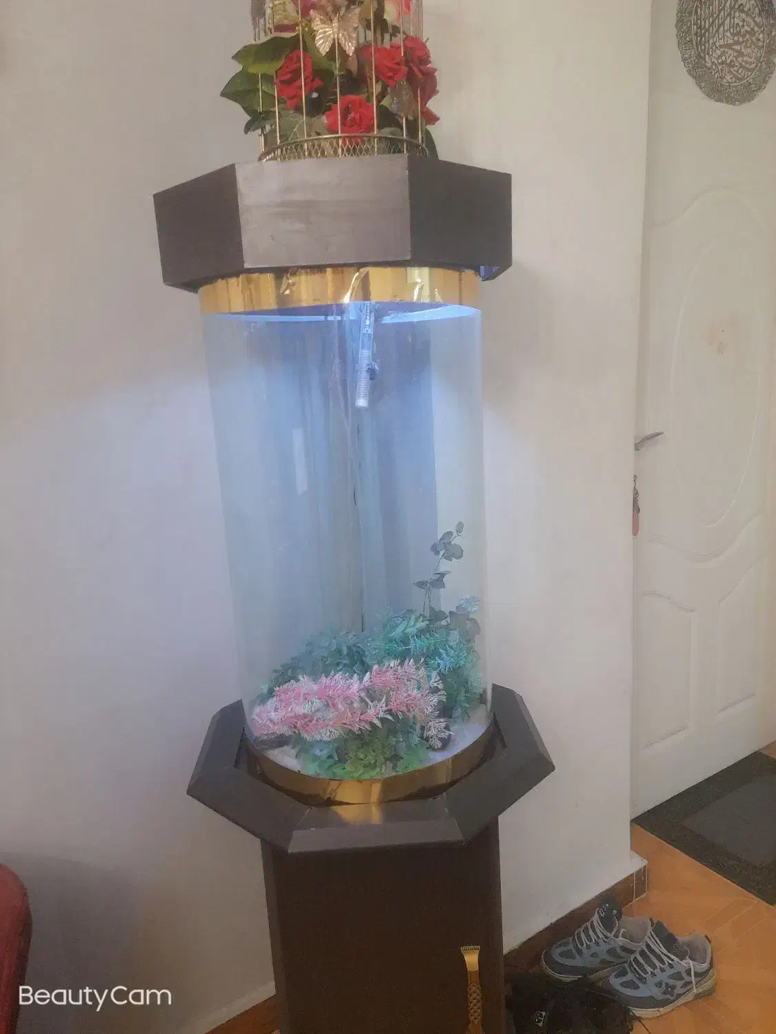 اکواریوم مدرن|ماهی|ری, شهادت|دیوار