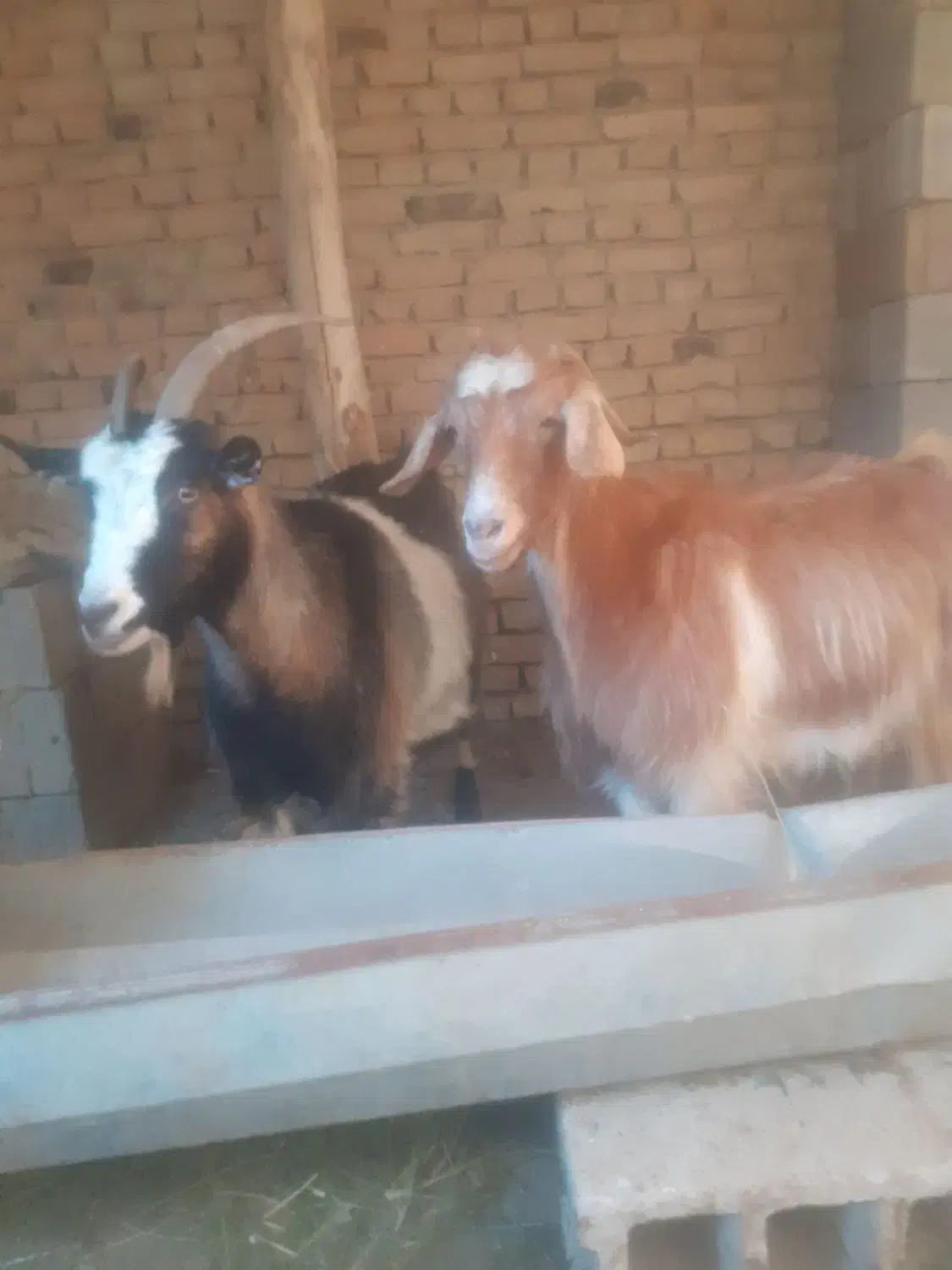 حیوان سرحال وخوش حیکل|حیوانات مزرعه|خوی, |دیوار