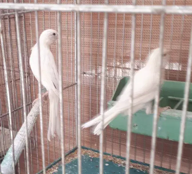 قناری|پرنده|شاهینشهر, پاسداران|دیوار