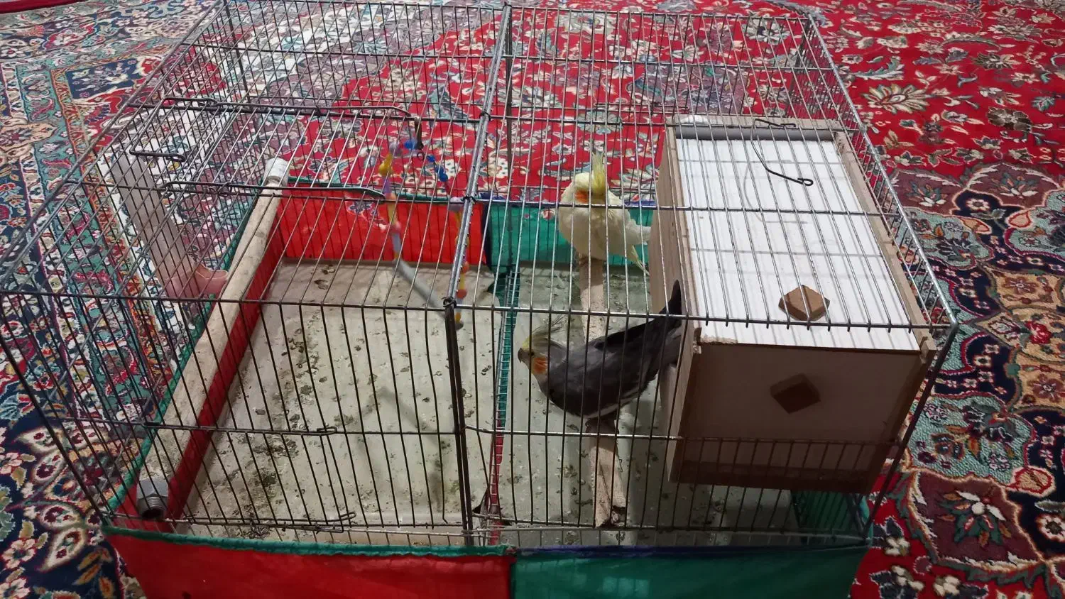 عروس هلندی|پرنده|سردرود, |دیوار