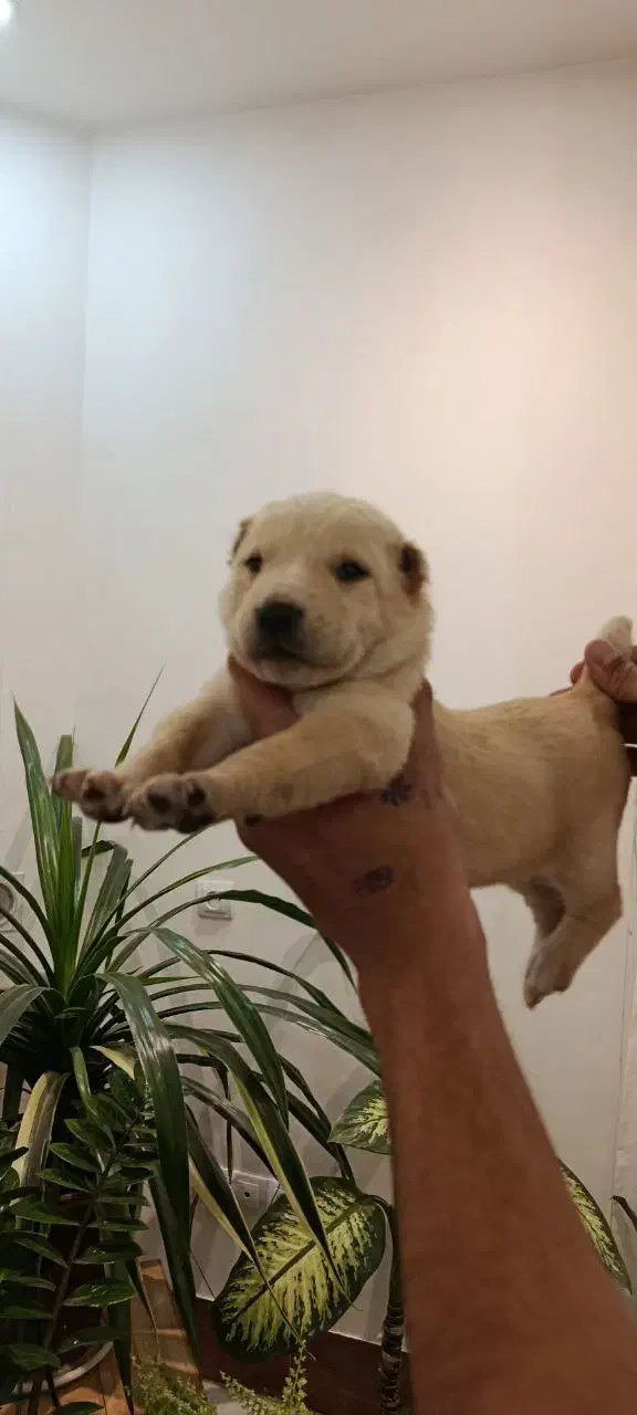 سگ افغان نگهبان گله ای|سگ|بندرعباس, |دیوار