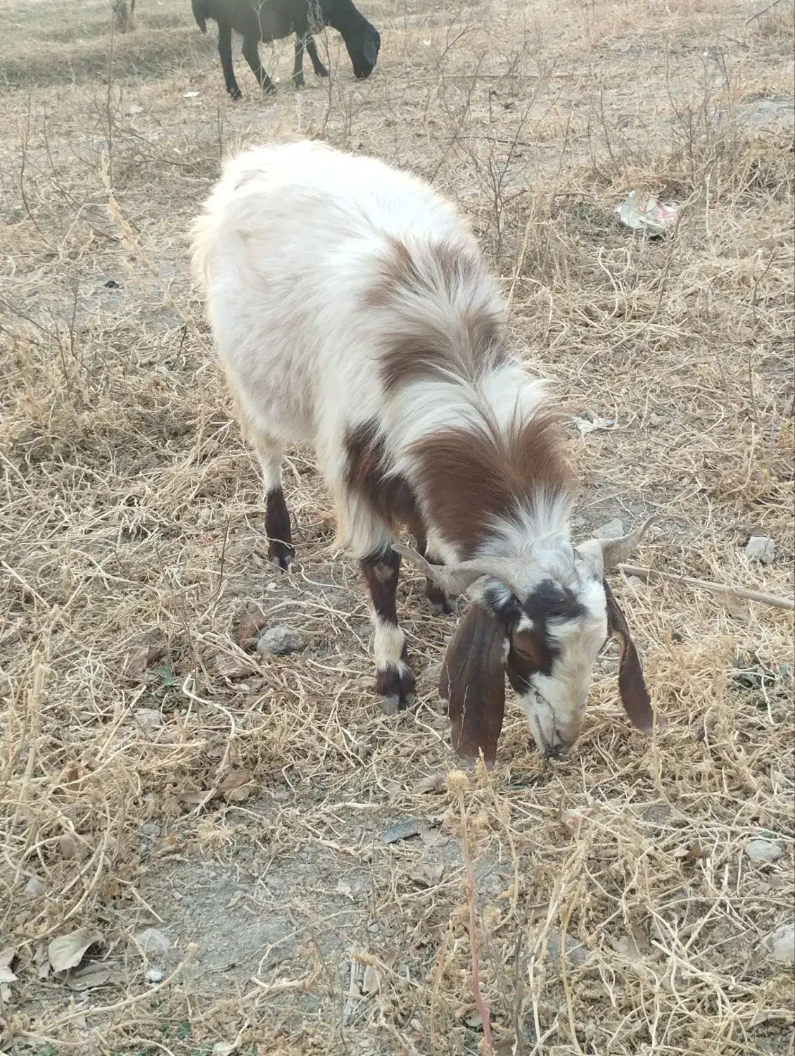 بز قربانی|حیوانات مزرعه|ایجرود, |دیوار