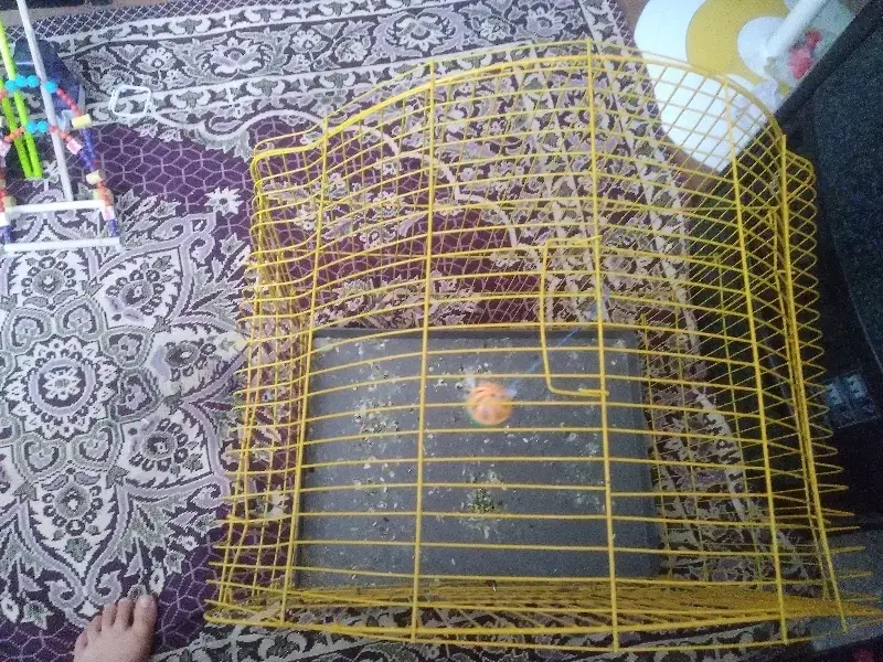 وسایل و قفس|لوازم جانبی حیوانات|مراغه, |دیوار