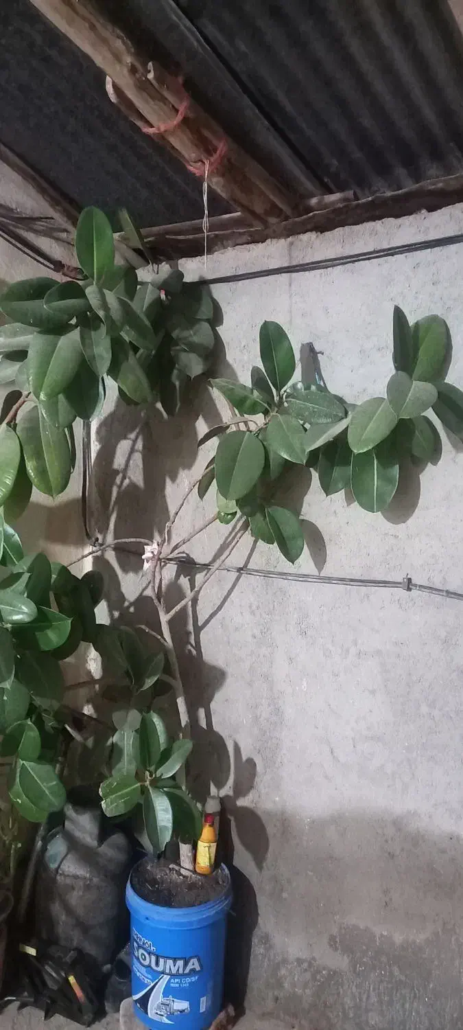 گل فیل گوش|گل و گیاه طبیعی|اسدآباد, |دیوار