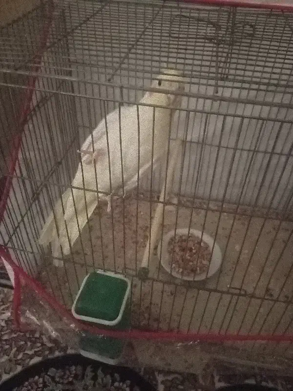 عروس هلندی بفروش میرسد|پرنده|بم, |دیوار