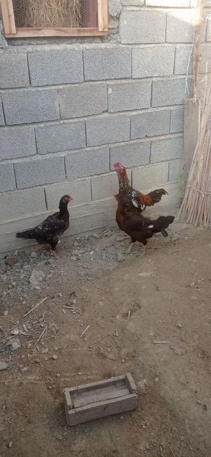 تخم لاری|حیوانات مزرعه|گمیشان, |دیوار