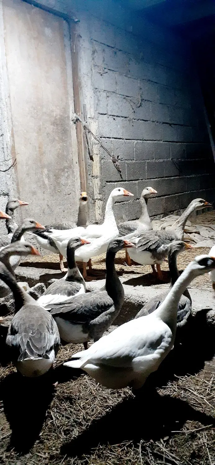 غاز|حیوانات مزرعه|پره‌سر, |دیوار