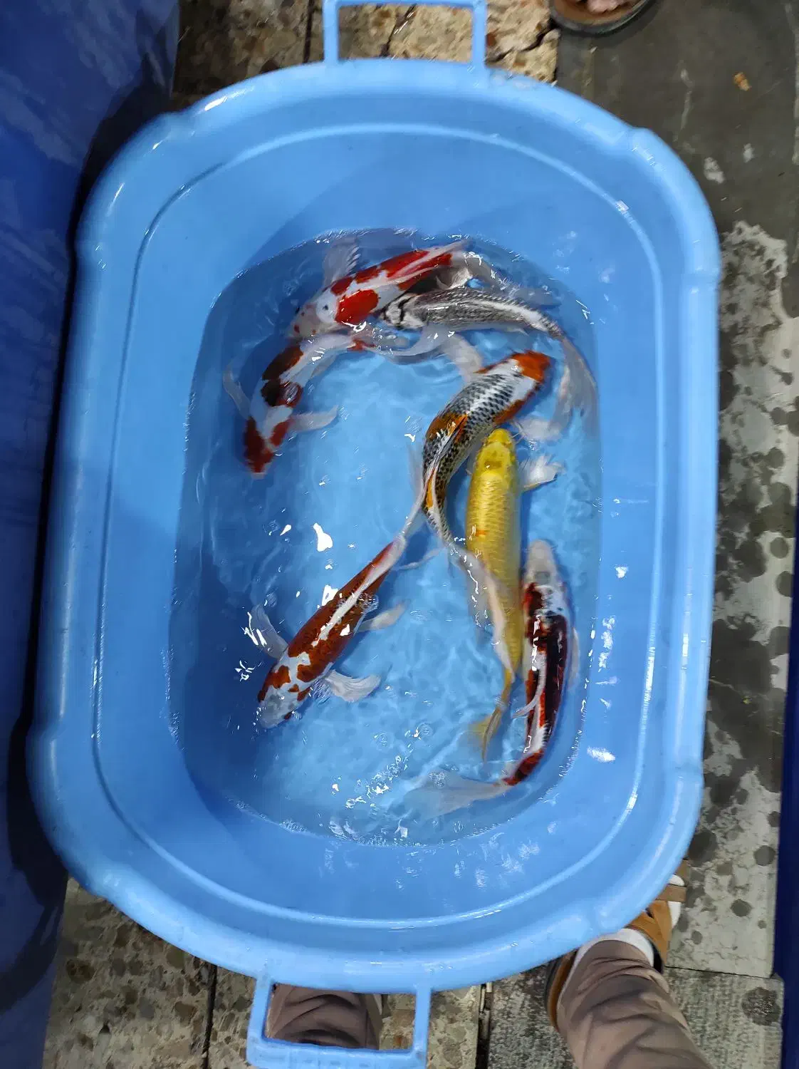 ماهی کوی کلکسیونی داخلی و وارداتی 10تا 75سانت|ماهی|تهران, بلوار کشاورز|دیوار