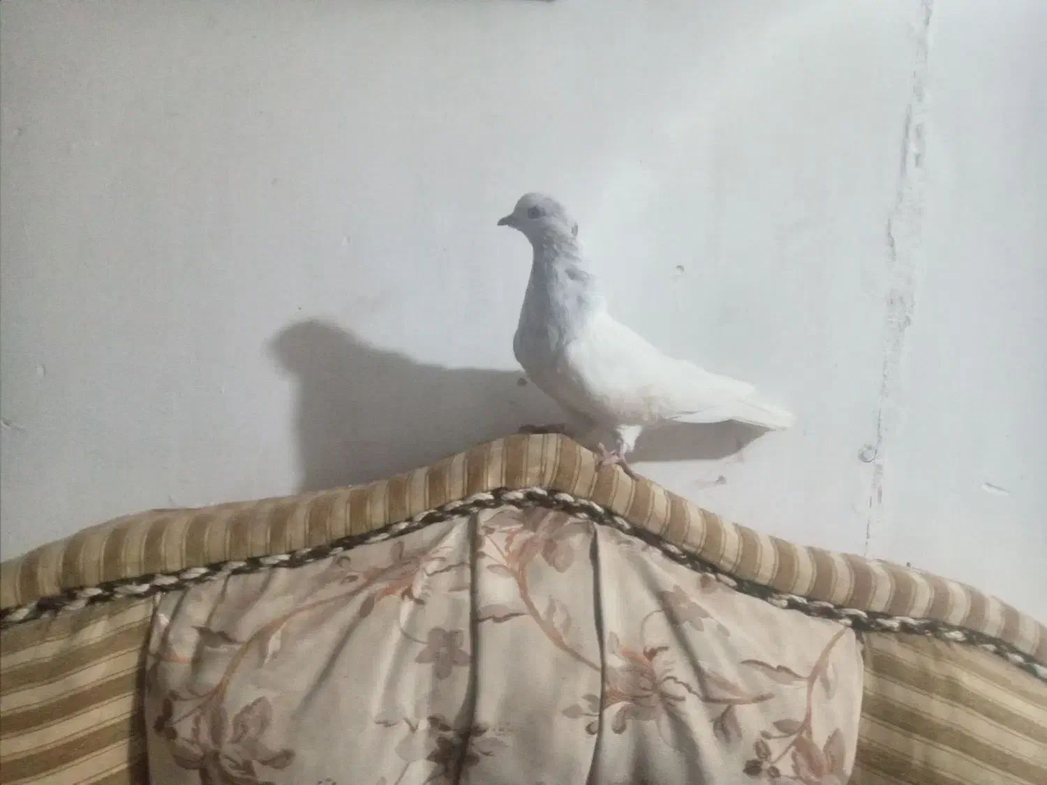 کله ای|پرنده|بم, |دیوار