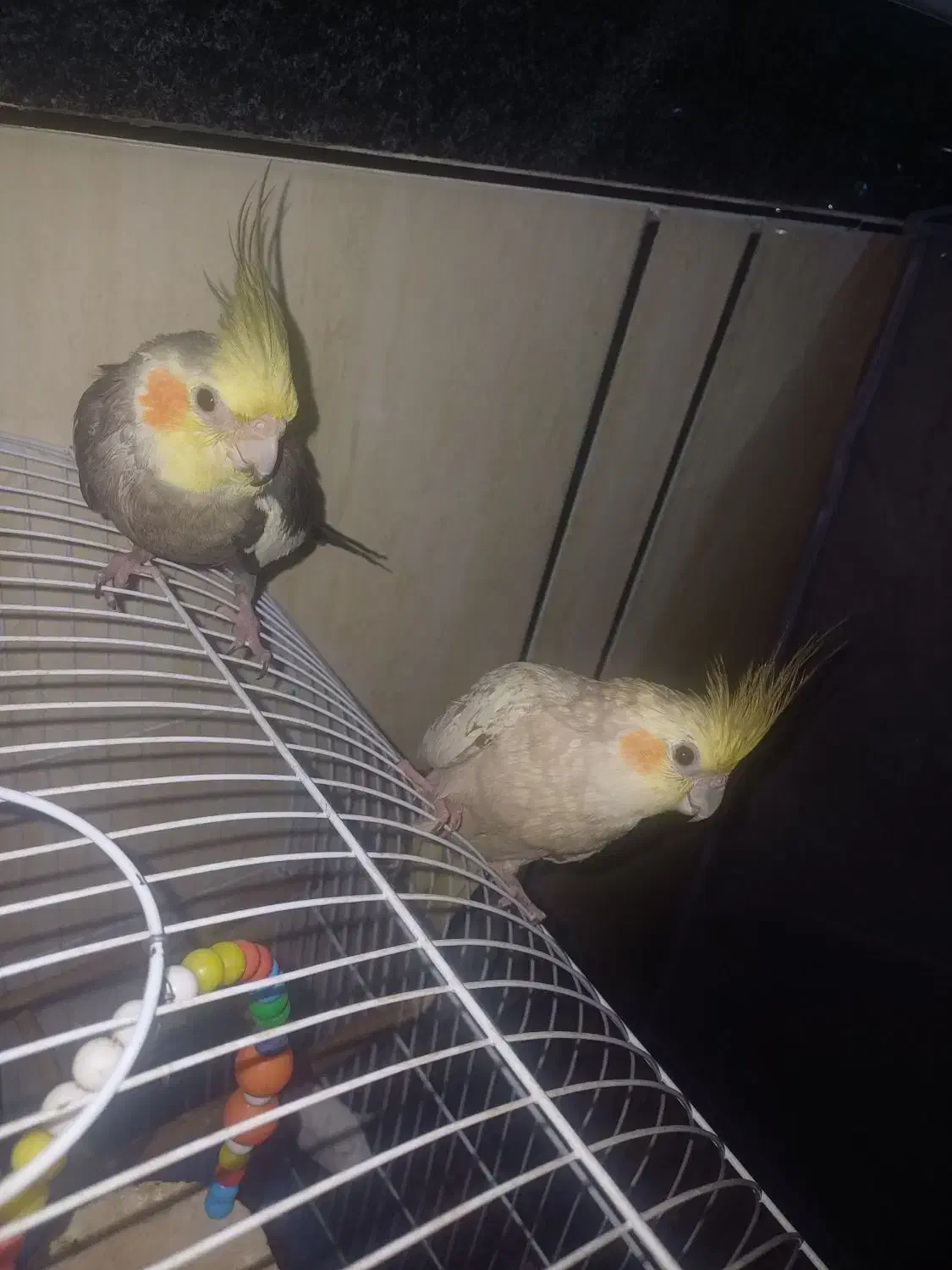 عروس هلندی|پرنده|خرمدره, |دیوار