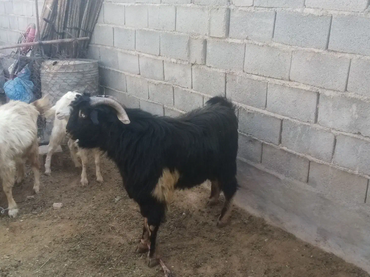 بزو دبر|حیوانات مزرعه|جنت, |دیوار