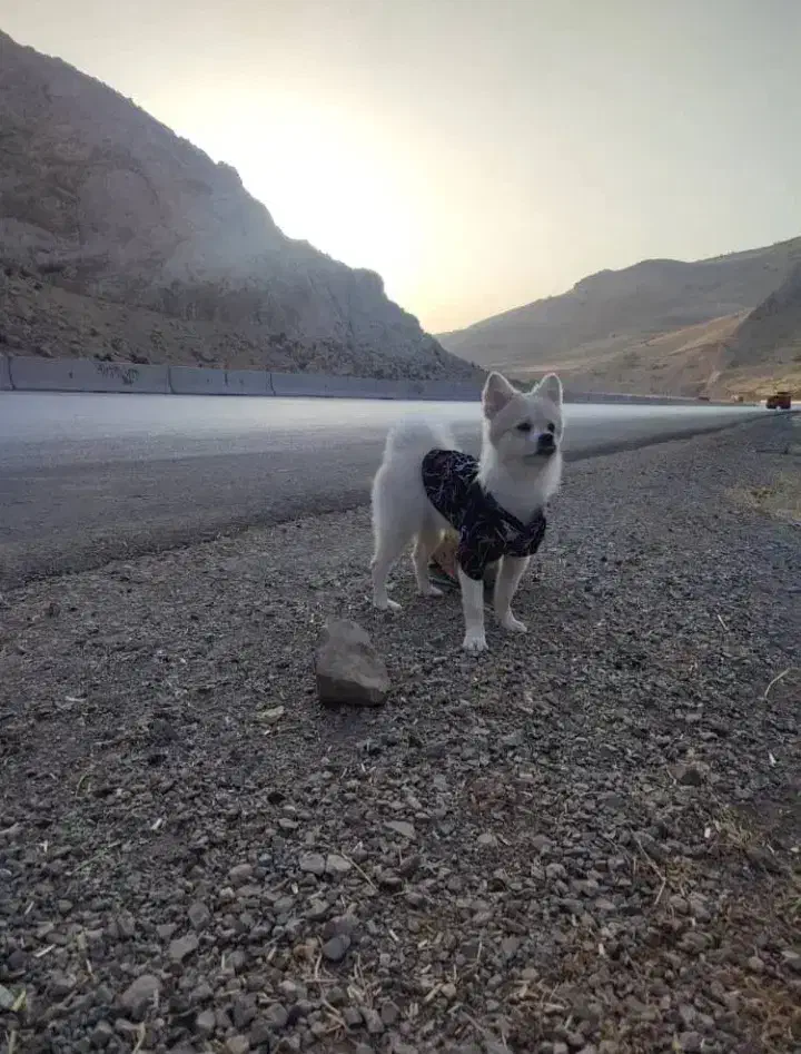 سگ پامر شیتزو|سگ|اهواز, کوی باهنر|دیوار