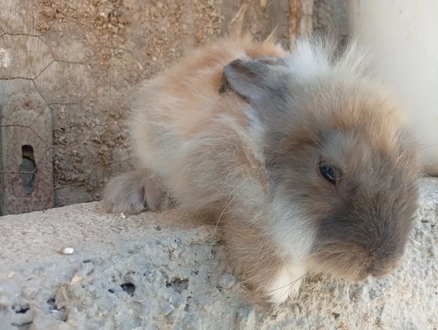 خرگوش|موش و خرگوش|بوشهر, |دیوار