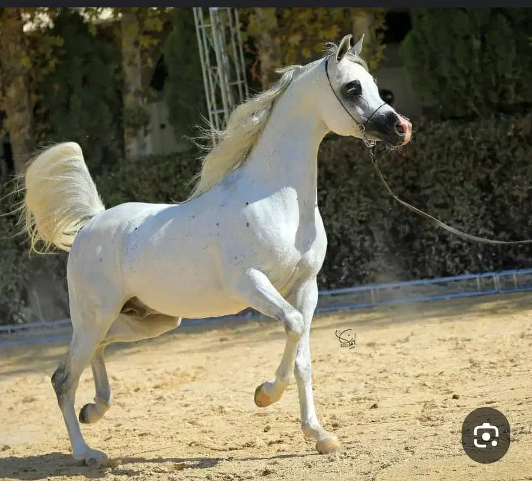 کره نریان دوسر عرب فروش|حیوانات مزرعه|خلجستان, |دیوار