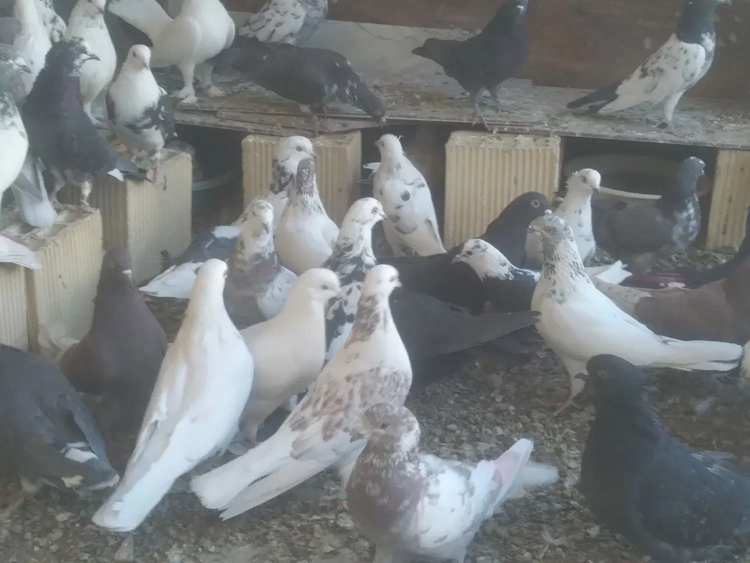 کبوتر کاشونی|پرنده|خمینی‌شهر, |دیوار