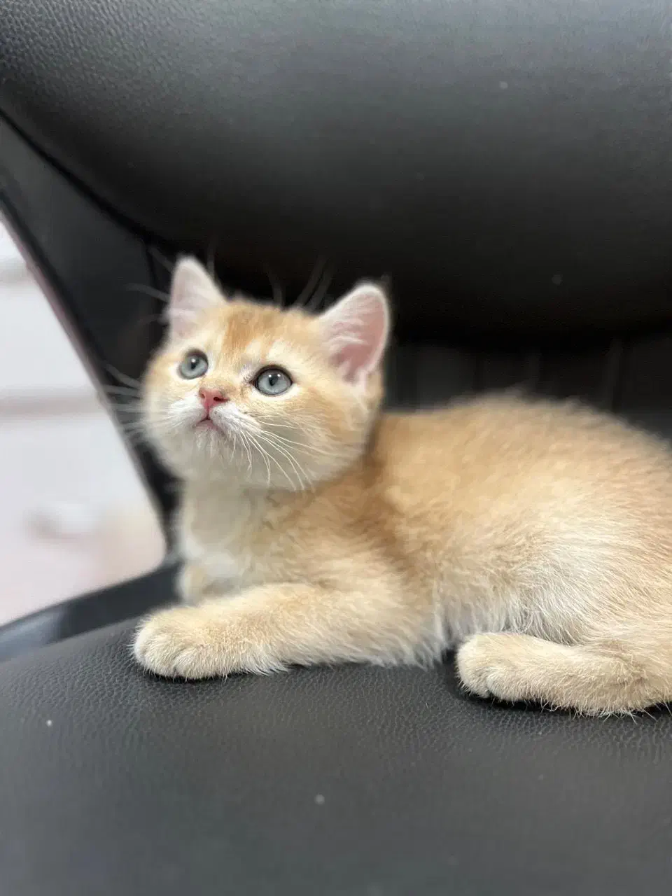 گربه بریتیش گلدny11 بسیار اصیل|گربه|بندرعباس, |دیوار