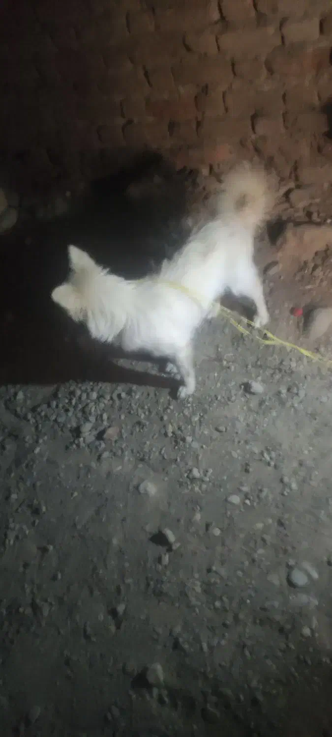 سگ گمشده|سگ|ایرانشهر, |دیوار