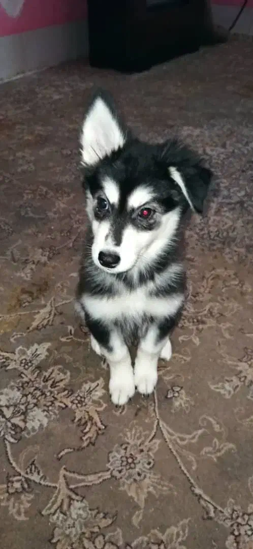 فروش توله سگ با اصل و نسب|سگ|شاهرود, |دیوار