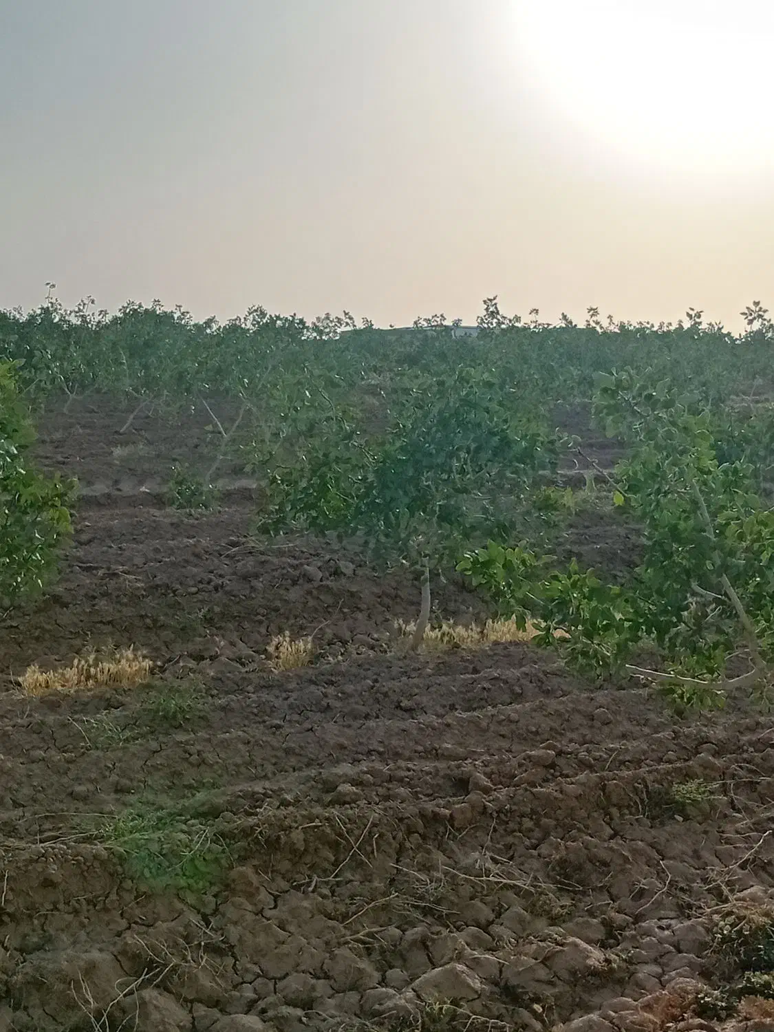 ۲۴ ساعت آب چاه موتورعمیق|فروش دفتر صنعتی، کشاورزی، تجاری|شامکان, |دیوار