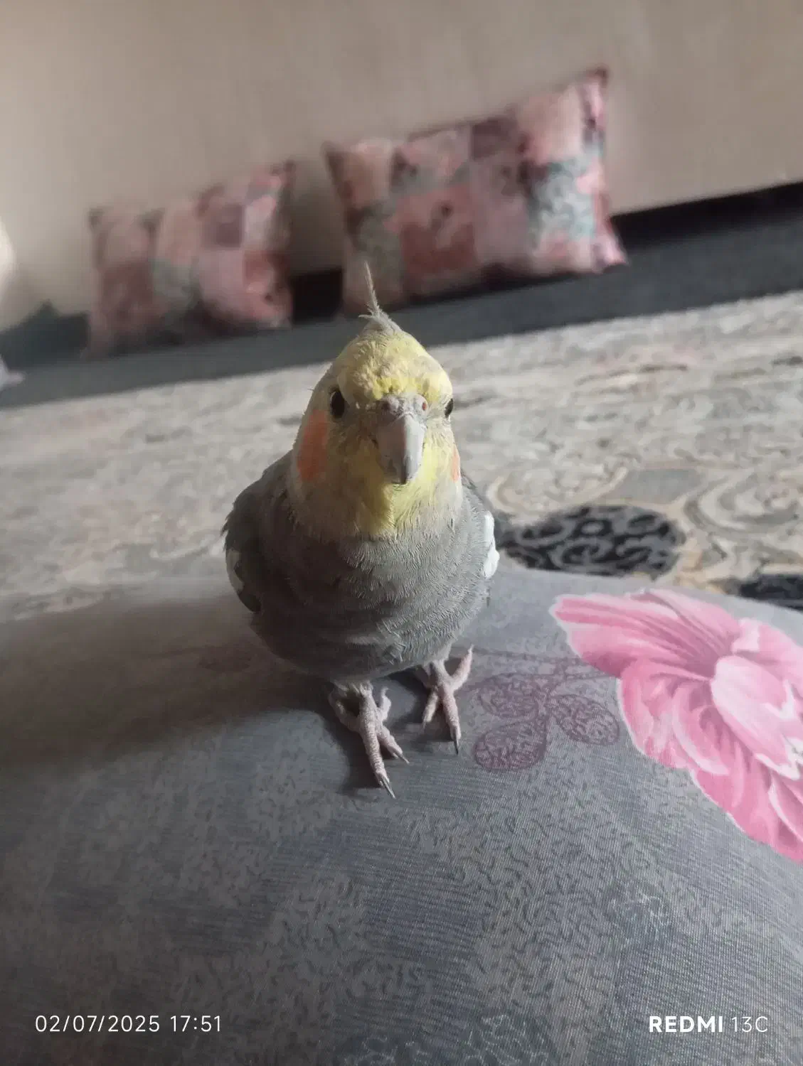 عروس هلندی گمشده|پرنده|شریف‌آباد, |دیوار