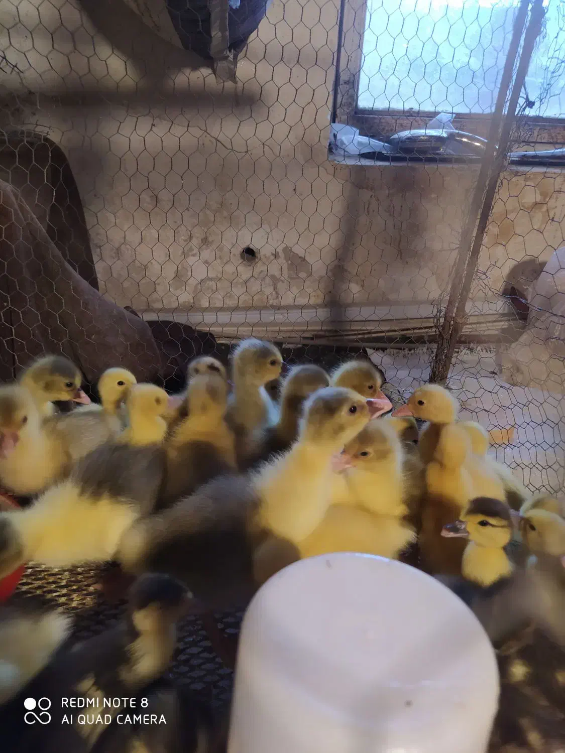 فروش جوجه غاز محلی|حیوانات مزرعه|ساری, |دیوار