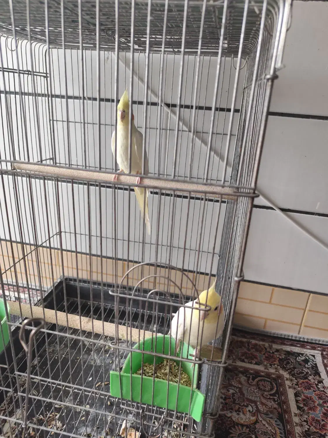 عروس هلندی|پرنده|بهبهان, |دیوار