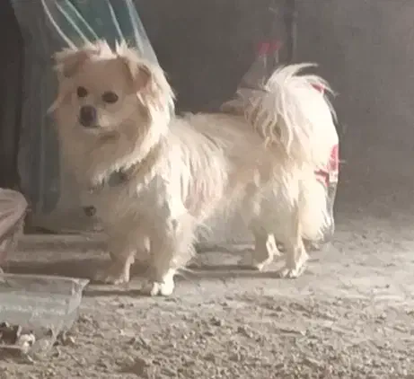 پاکوتاه|سگ|آذرشهر, |دیوار