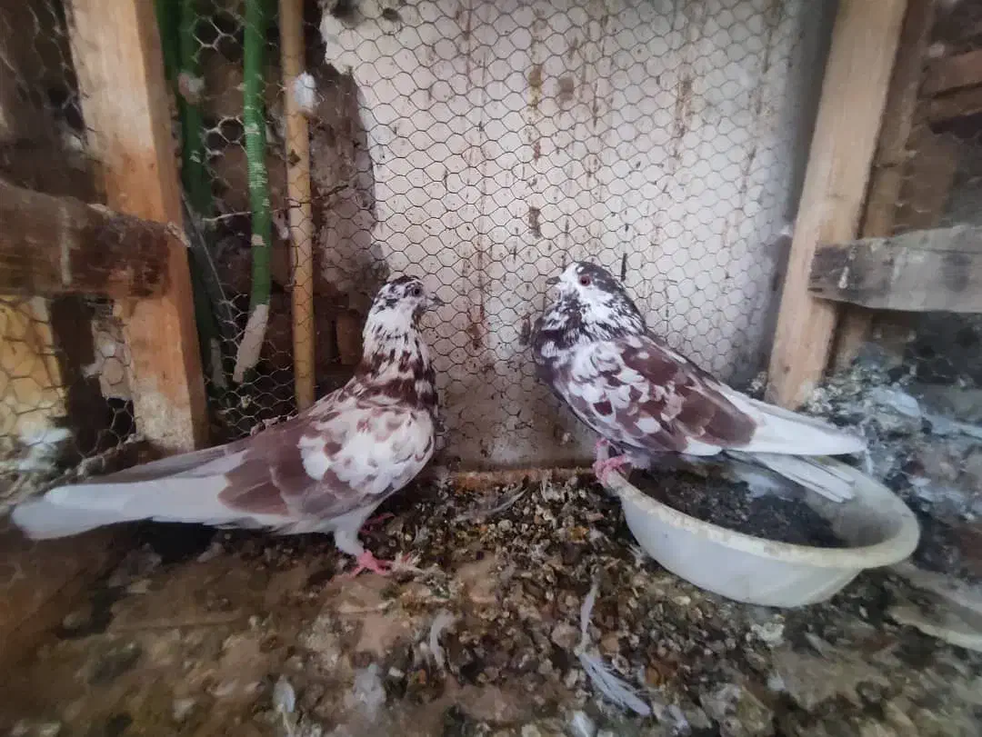 جفت پشت قرمز  دو رقمی|پرنده|بندرعباس, |دیوار