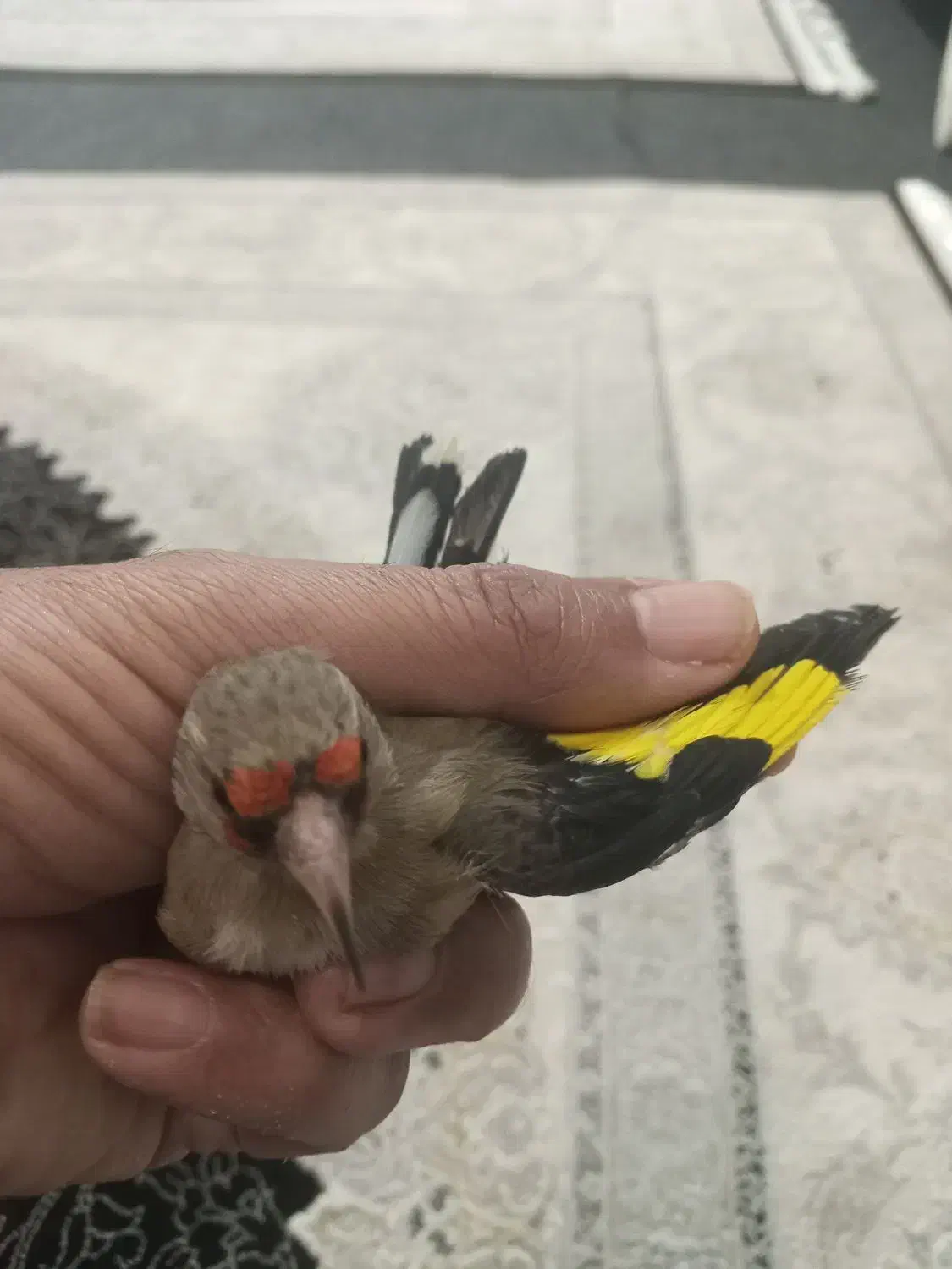 سهره3تا 4نیم و5تا عروس هلندی 3نیم|پرنده|شهریار, شهرک امیریه|دیوار