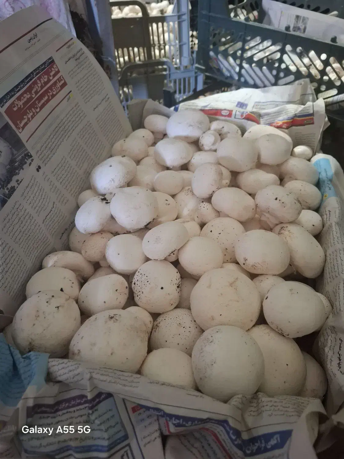 قارچ درجه یک|خوردنی و آشامیدنی|قشلاق دشت, |دیوار