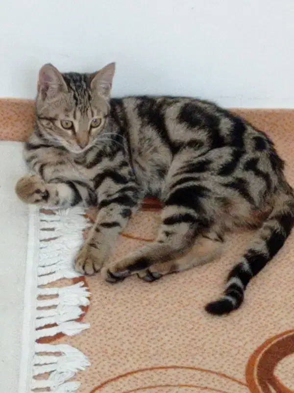 واگذاری گربه خانگی|گربه|مرند, |دیوار