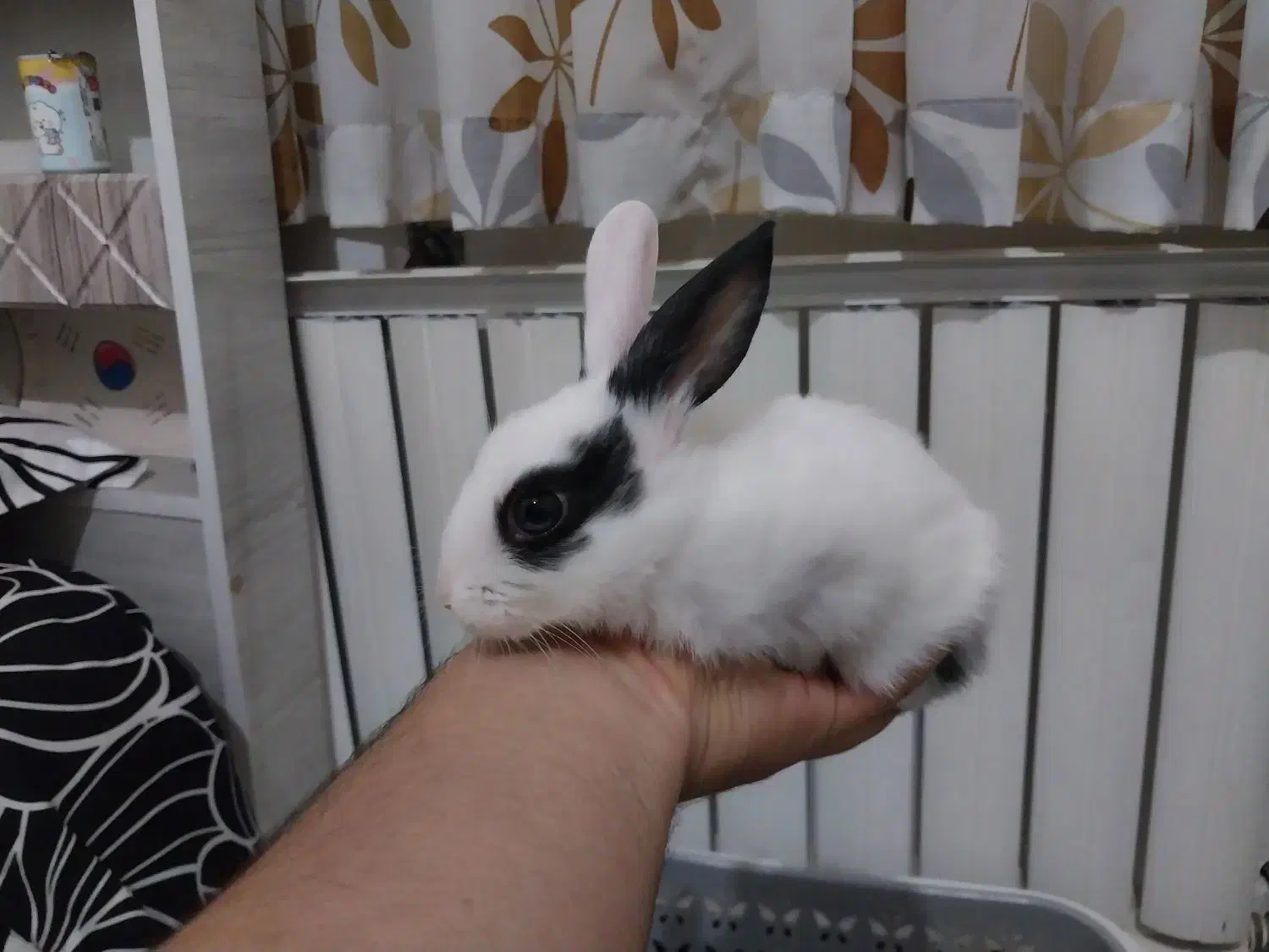 خرگوش|موش و خرگوش|گرگان, |دیوار