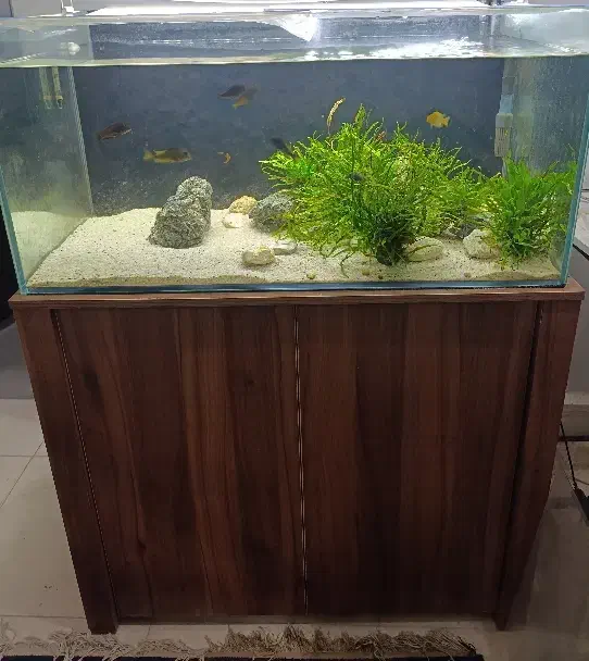 اکواریوم ریملس. تصفیه سطلی|ماهی|مشهد, کوشش|دیوار