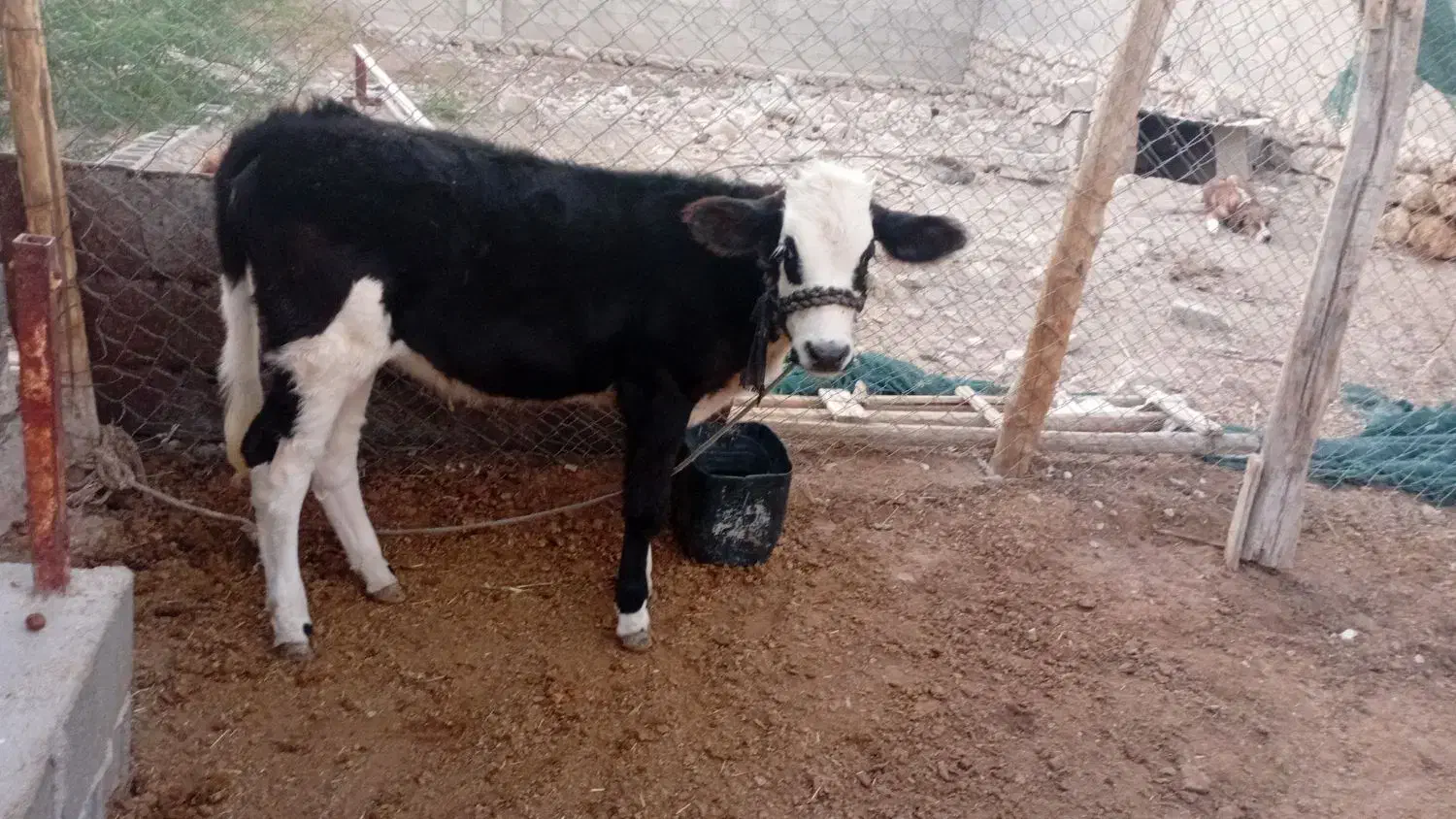 گاو و گوساله ماده مخصوص داشت|حیوانات مزرعه|لامرد, |دیوار