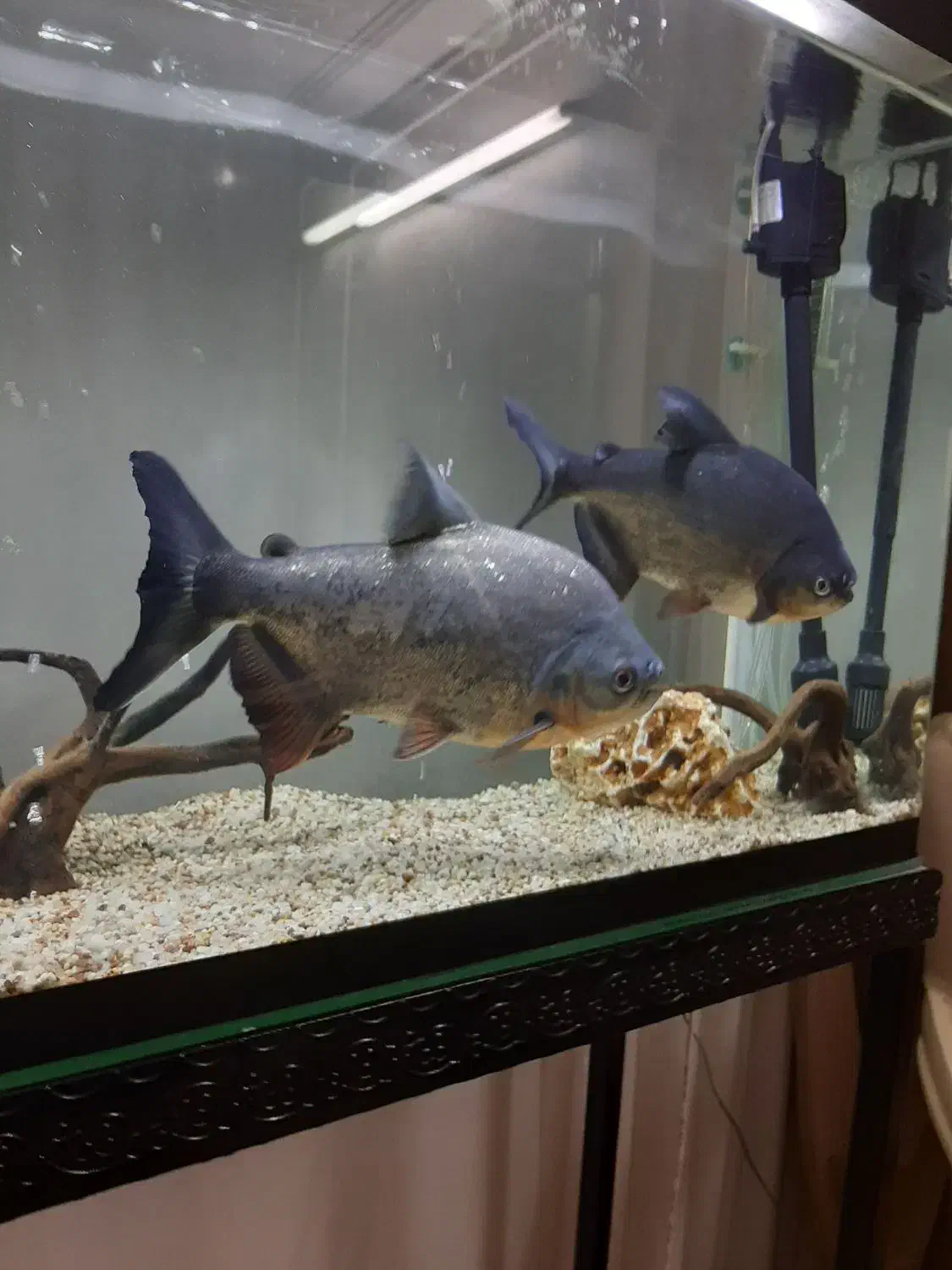 پیرانا نروماده ۳۰ سانتی رنگ عالی و خوب|ماهی|تبریز, |دیوار