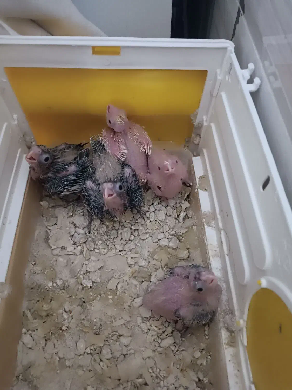 جوجه عروس هلندی سریلاک ارزان|پرنده|اشنویه, |دیوار