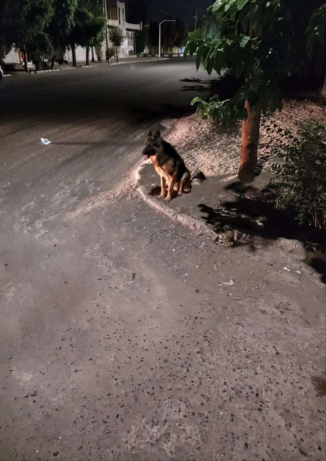 برای جفت گیری فقط یک تولش مال خودم|سگ|سیرجان, |دیوار