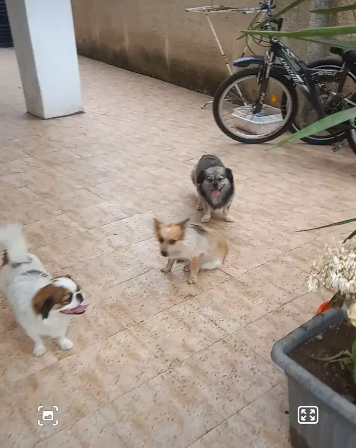 گمشده   سگ پیکینیز|سگ|نشتارود, |دیوار