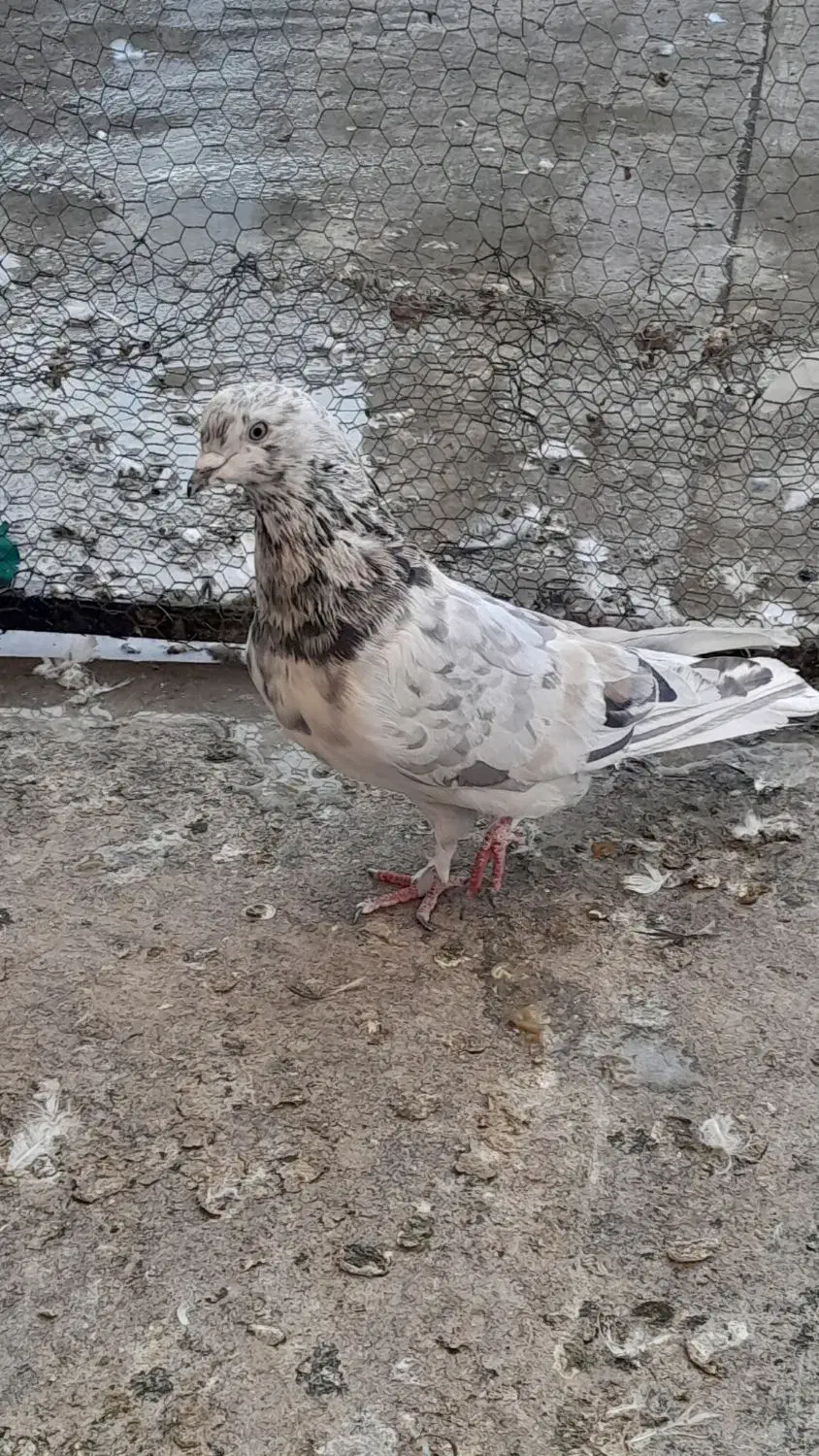 پرشی و یاهو|پرنده|قم, نخودی|دیوار