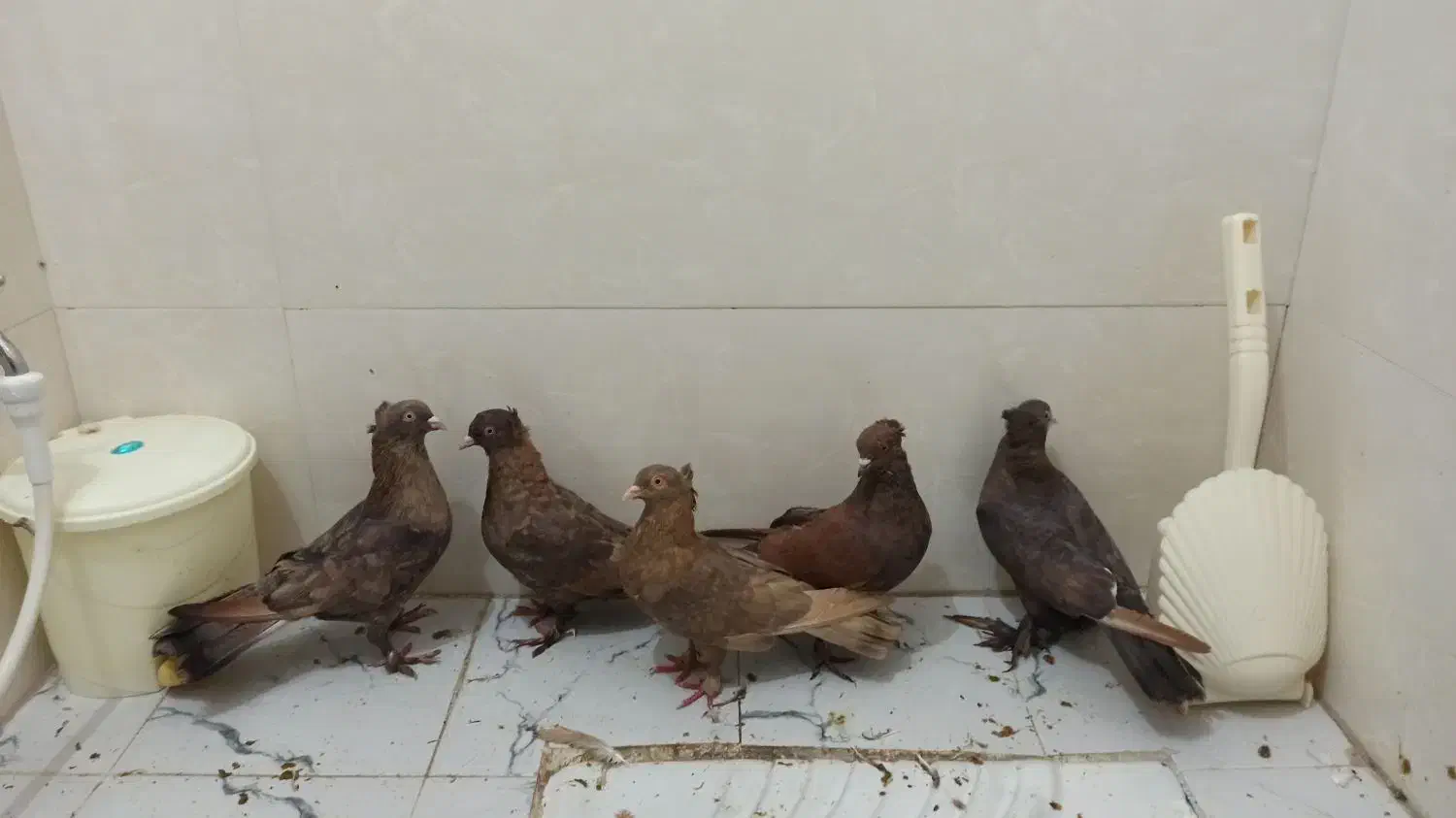 کبوتر|پرنده|شاهینشهر, شهرک هشت بهشت|دیوار