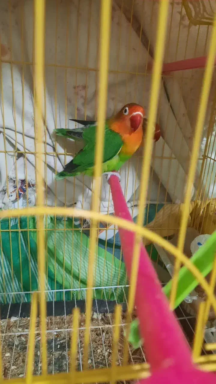 جفت طوطی کوتوله برزیلی با قفس|پرنده|بندرعباس, |دیوار