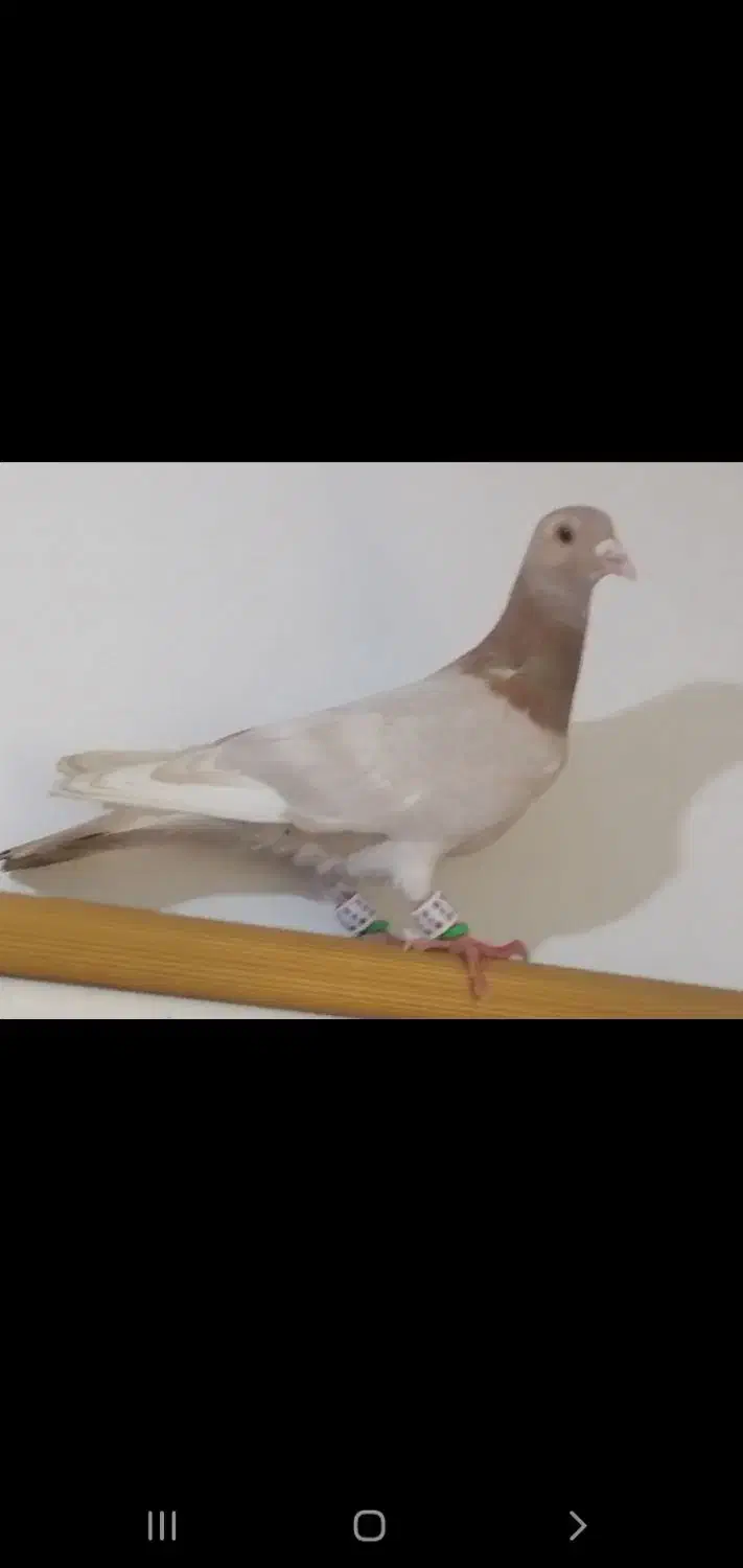 پلاکی|پرنده|بوشهر, |دیوار