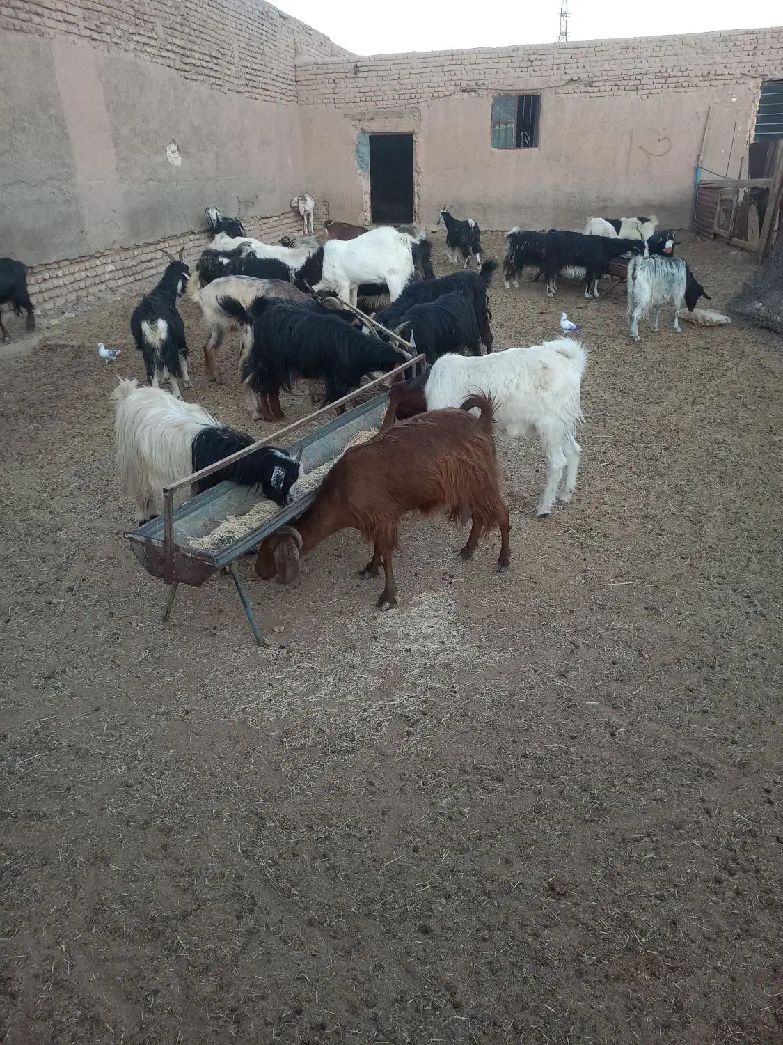 ۲۵ راس بز جوان|حیوانات مزرعه|گرمسار, |دیوار