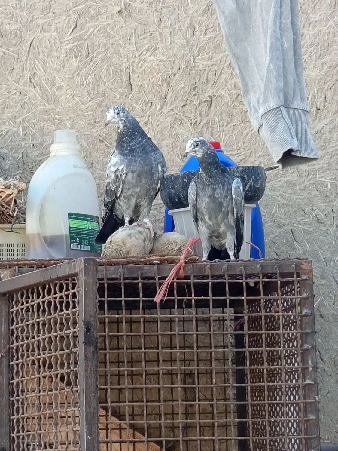 کبوتر|پرنده|خنداب, |دیوار